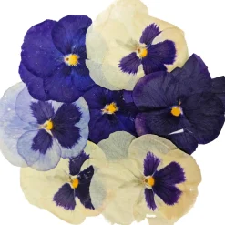 Sous Chef Edible Dried & Pressed Giant Pansies, 8 pieces Sale