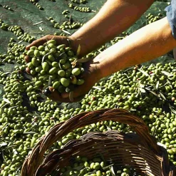 Galantino Fruttato Medio Extra Virgin Olive Oil, 500ml Hot