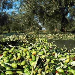 Galantino Puglian Extra Virgin Olive Oil in Amphora Bottle, 500ml Outlet