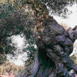 Galantino Puglian Extra Virgin Olive Oil in Yellow Splatter Ceramic Bottle, 500ml Clearance