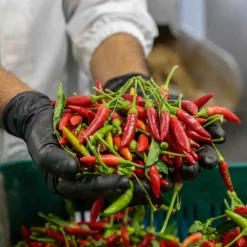 Galantino Puglian Olive Oil with Chilli in Terracotta Bottle, 250ml Best